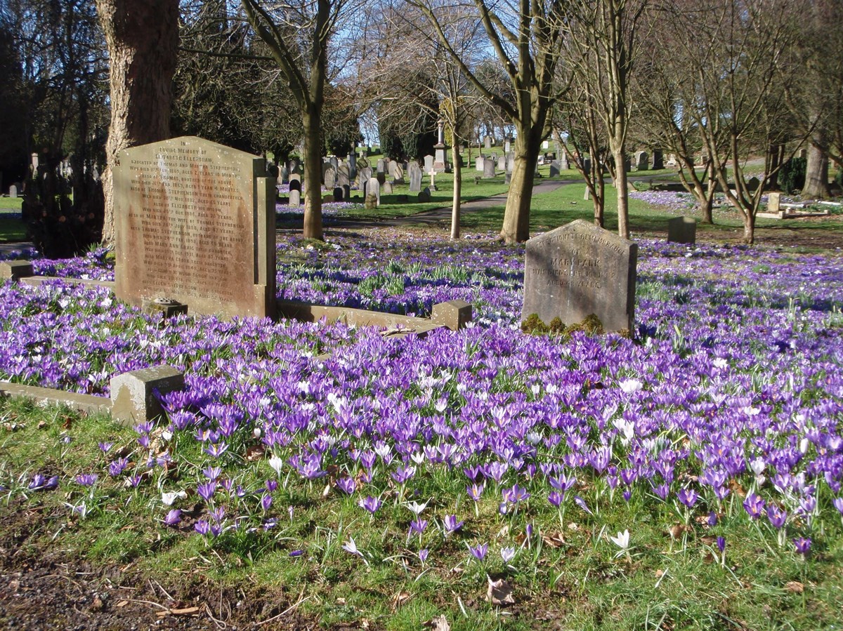 Lancaster Cemetery - Crocus